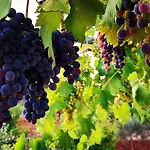 Trullo Sweet Trullo 3* Альберобелло